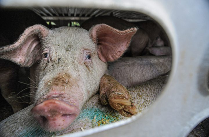 Cochon dans un camion